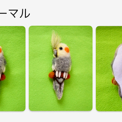 蓬鬆玄鳳鸚鵡羊毛氈胸針 第4張的照片