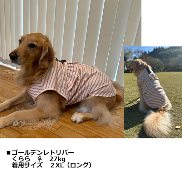 フリルボーダータンクトップ　15サイズ　小型犬〜大型犬まで　ドッグウエア　犬服 6枚目の画像