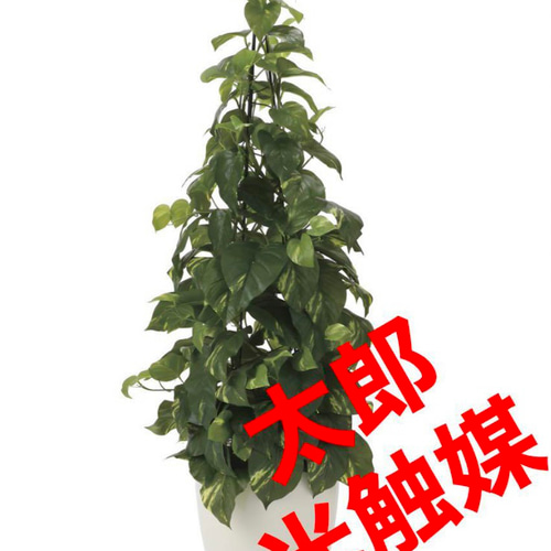 光触媒 人工観葉植物 ウォールグリーン フェイクグリーン フレッシュ