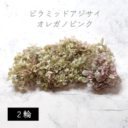 地球農場！永生花「金字塔繡球花頭（漸層）2花牛至粉紅」花材 第1張的照片