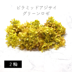 地球農場！永生花「金字塔繡球花頭（漸層）2輪綠玫瑰」花材 第1張的照片