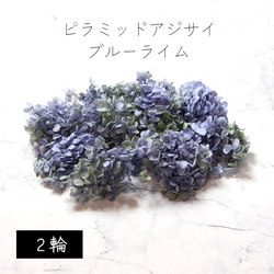 地球農場！永生花「金字塔繡球花頭（漸層）2花青檸」花材 第1張的照片