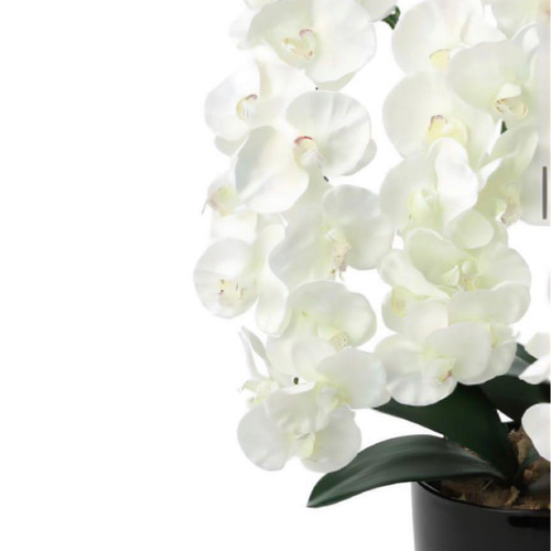 光触媒　人工観葉植物　ウォールグリーン　フェイクグリーン　胡蝶蘭１０本 光触媒 人工観葉植物 ウォールグリーン フェイクグリーン 胡蝶蘭7845