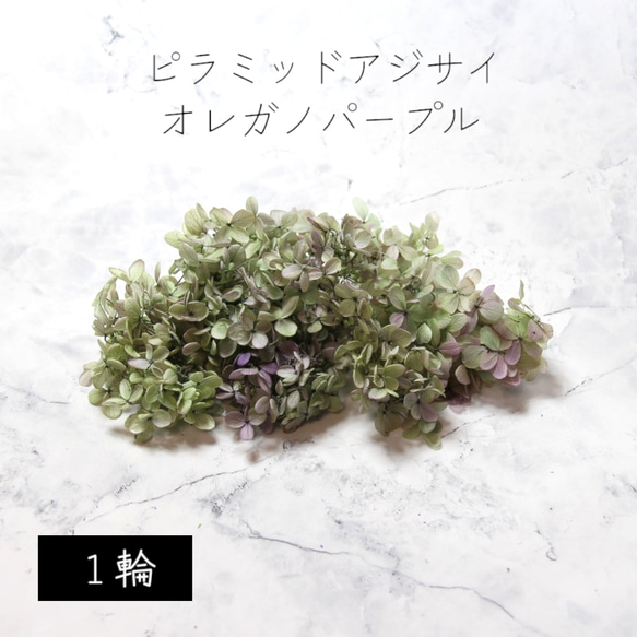 地球農場！永生花「金字塔繡球頭（漸層）1花牛至紫」花材 第1張的照片