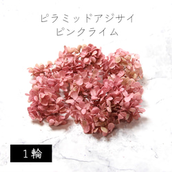 地球農場！永生花「金字塔繡球花頭（漸層）1花粉紅石灰」花材 第1張的照片