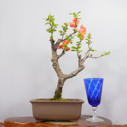 43480645a25260f29dbaa703b8f3b5