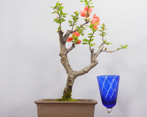 盆栽鉢（横木瓜） 43480645a25260f29dbaa703b8f3b5