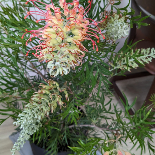 【現品】グレビレア・ココナッツアイス　グレビリア　10号　ア５番 現品】グレビレア・ココナッツアイス グレビリア 10号 F6番 グレビレア