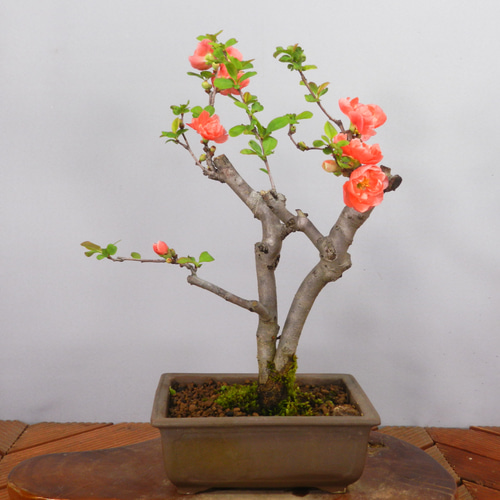 ☆ENGEI ichioki☆木瓜・ボケ「長寿楽」小品盆栽02◇花は終わりました