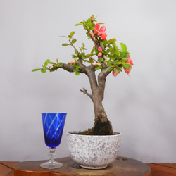 盆栽中品：ボケ／国華／バラ科／2000種の中で人気種／プラ鉢 c5aa7c7f18fd86f06f9a3e8d1581e1