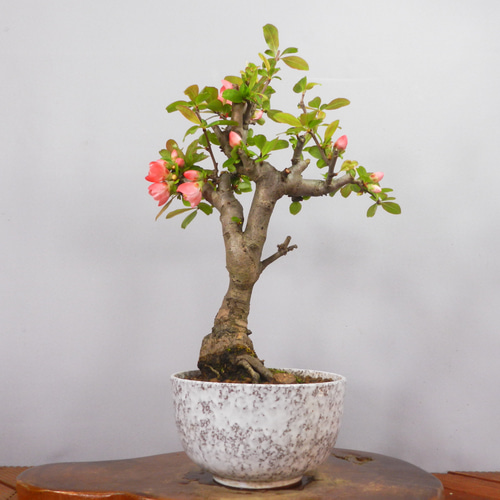 三河盆栽　ボケ　木瓜　盆栽　花物　赤花　一重咲き ☆ENGEI ichioki☆木瓜・ボケ「国華」小品盆栽◇花は終わりました