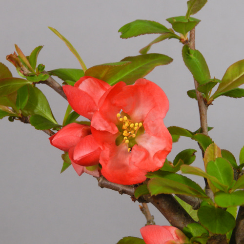 ☆ENGEI ichioki☆木瓜・ボケ「国華」小品盆栽◇花は終わりまし ☆ENGEI ichioki☆木瓜・ボケ「国華」小品盆栽◇花は終わりまし