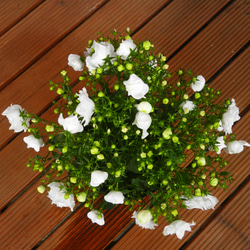 ★ENGEI ichioki★カンパニュラ「ホワイトライクミー」鉢花◆白花八重咲・花が沢山咲きます◆ 7枚目の画像