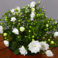★ENGEI ichioki★カンパニュラ「ホワイトライクミー」鉢花◆白花八重咲・花が沢山咲きます◆ 6枚目の画像