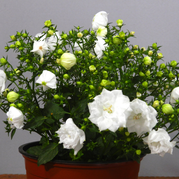 ★ENGEI ichioki★カンパニュラ「ホワイトライクミー」鉢花◆白花八重咲・花が沢山咲きます◆ 2枚目の画像