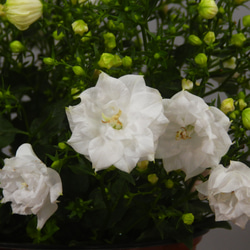 ★ENGEI ichioki★カンパニュラ「ホワイトライクミー」鉢花◆白花八重咲・花が沢山咲きます◆ 3枚目の画像
