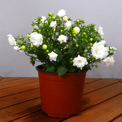 ★ENGEI ichioki★カンパニュラ「ホワイトライクミー」鉢花◆白花八重咲・花が沢山咲きます◆ 1枚目の画像