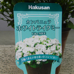 ★ENGEI ichioki★カンパニュラ「ホワイトライクミー」鉢花◆白花八重咲・花が沢山咲きます◆ 8枚目の画像