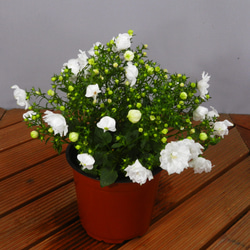 ★ENGEI ichioki★カンパニュラ「ホワイトライクミー」鉢花◆白花八重咲・花が沢山咲きます◆ 5枚目の画像