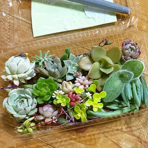 寄せ植え多肉弁当 多肉植物 Locohouse 通販 17589887｜Creema