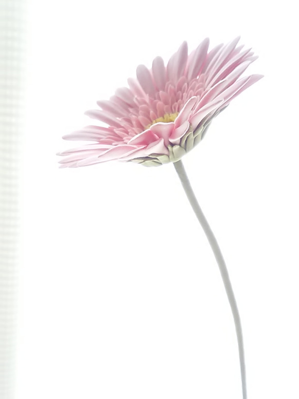 【實體限定】❁暗粉紅黏土花非洲菊2件套，室內花，斯堪的納維亞室內❁ 第8張的照片