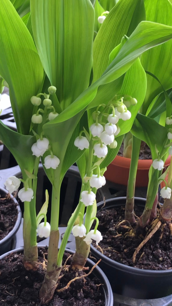 開花待ち♪  甘い香り  スズラン 鉢植え 8枚目の画像