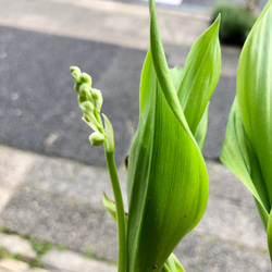 開花待ち♪  甘い香り  スズラン 鉢植え 7枚目の画像