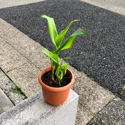 開花待ち♪  甘い香り  スズラン 鉢植え 2枚目の画像