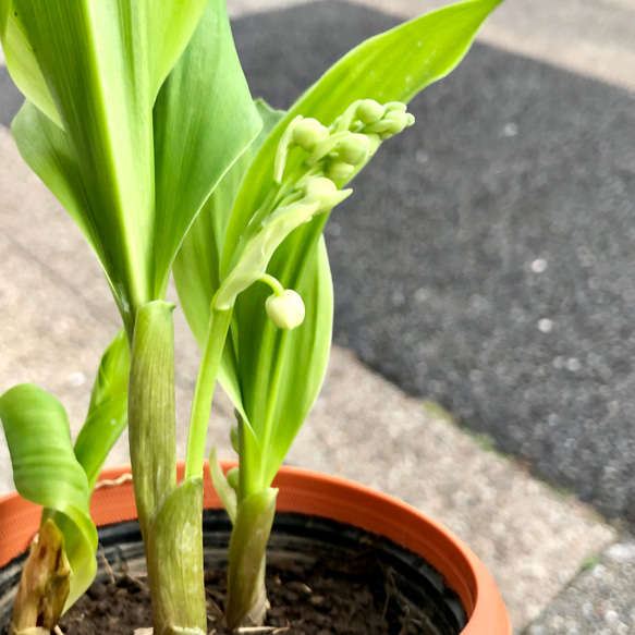 開花待ち♪  甘い香り  スズラン 鉢植え 4枚目の画像