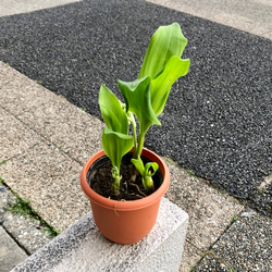 開花待ち♪  甘い香り  スズラン 鉢植え 1枚目の画像