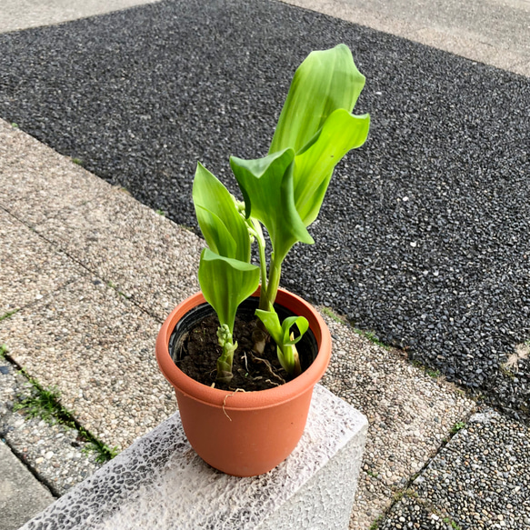 開花待ち♪  甘い香り  スズラン 鉢植え 1枚目の画像