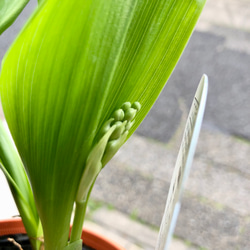 開花待ち♪  甘い香り  スズラン 鉢植え 6枚目の画像