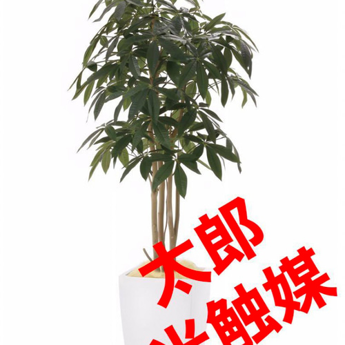 光触媒　人工観葉植物　フェイクグリーン　アーバンパキラ1.8m 光触媒 人工観葉植物 フェイクグリーン アーバンパキラ1.8