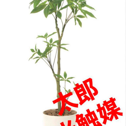 光触媒 人工観葉植物 ウォールグリーン フェイクグリーン フレッシュ
