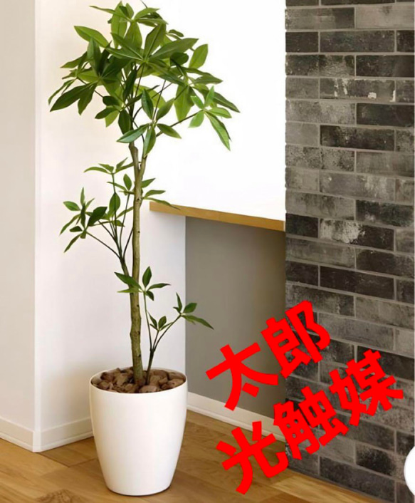 光触媒 人工観葉植物 フェイクグリーン フレッシュパキラ1.35 【公式通販】