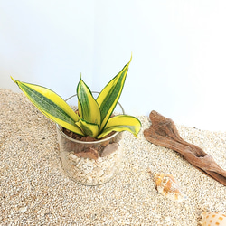 サンスベリア ゴールデンハニーハイドロカルチャー 観葉植物 2枚目の画像