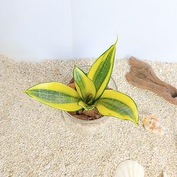 サンスベリア ゴールデンハニーハイドロカルチャー 観葉植物 3枚目の画像