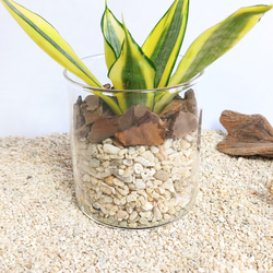 サンスベリア ゴールデンハニーハイドロカルチャー 観葉植物 4枚目の画像