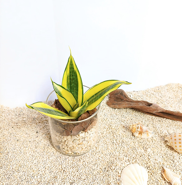 サンスベリア ゴールデンハニーハイドロカルチャー 観葉植物 1枚目の画像
