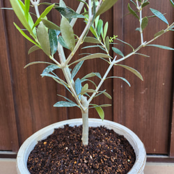 オリーブの木　エルグレコ　ホワイト×ゴールド花柄テラコッタ鉢植え　苗 4枚目の画像