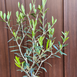 オリーブの木　エルグレコ　ホワイト×ゴールド花柄テラコッタ鉢植え　苗 2枚目の画像