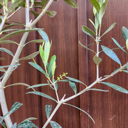 オリーブの木　エルグレコ　ホワイト×ゴールド花柄テラコッタ鉢植え　苗 3枚目の画像