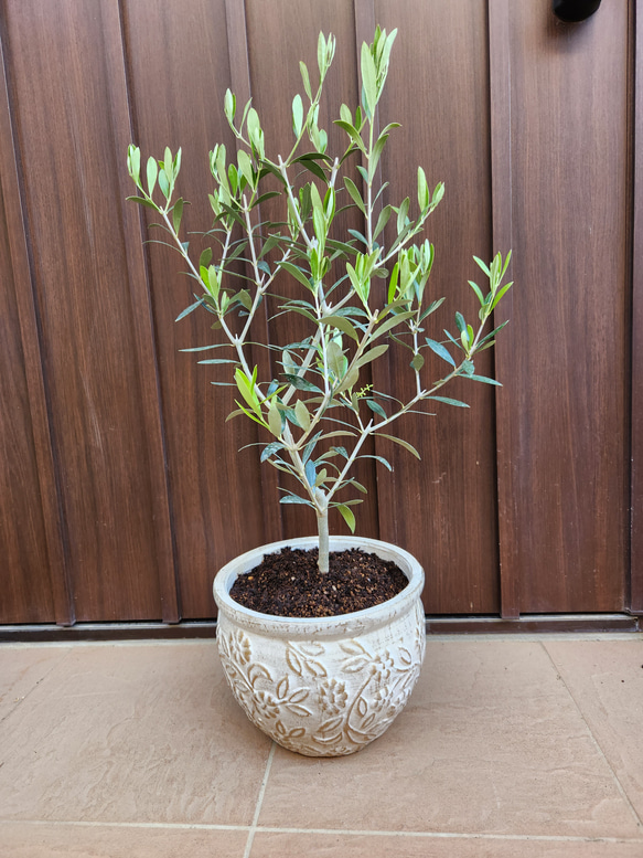 オリーブの木　エルグレコ　ホワイト×ゴールド花柄テラコッタ鉢植え　苗 6枚目の画像