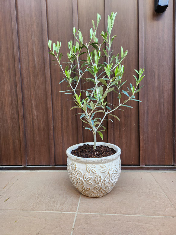 オリーブの木　エルグレコ　ホワイト×ゴールド花柄テラコッタ鉢植え　苗 1枚目の画像