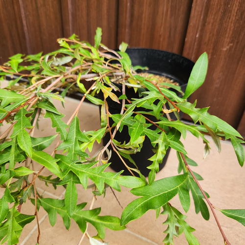 這性 グレビレア ロイヤルマントル 鉢植え オージープランツ