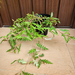 930cd63691fbad12ec4b081642f423