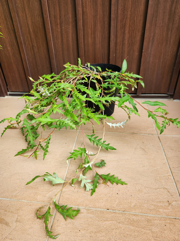 這性 グレビレア ロイヤルマントル 鉢植え オージープランツ