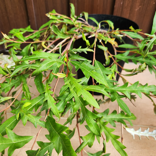 這性 グレビレア ロイヤルマントル 鉢植え オージープランツ