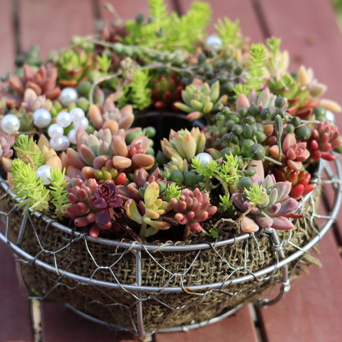 多肉植物とセダムのリース型寄せ植え＊* 多肉植物 アイビー 通販