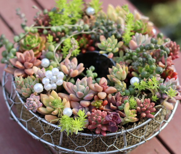 多肉植物とセダムのリース型寄せ植え＊* 多肉植物 アイビー 通販
